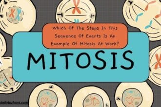 which of the steps in this sequence of events is an example of mitosis at work?