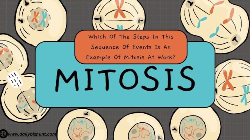 which of the steps in this sequence of events is an example of mitosis at work?