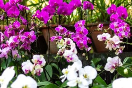 orchids for sale australia